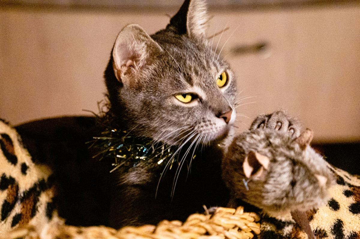 Кошка держит игрушечную мышку в зубах