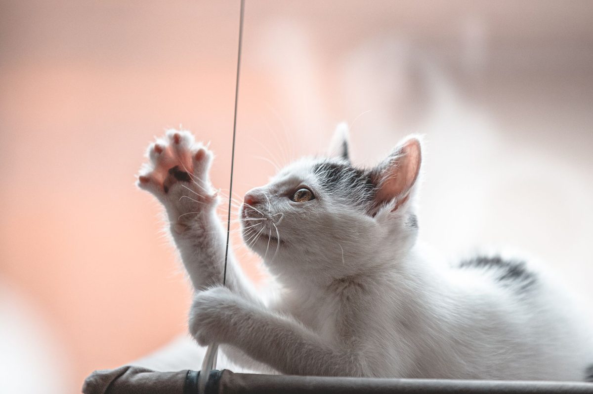 Кошка тянет лапой за верёвочку